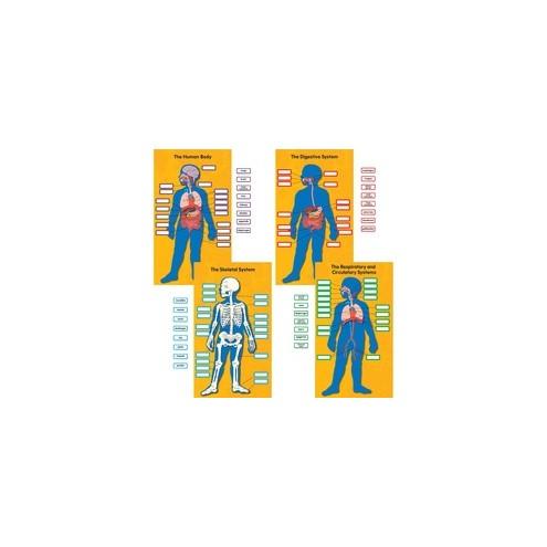 Carson Dellosa Education Human Body Bulletin Board Set - 0.06" Height x 20" Width x 29.50" Length - Multicolor - 1 Pack