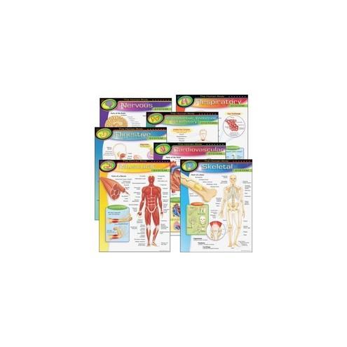 Trend The Human Body Chart Pack - 17" Width x 22" Height - Assorted